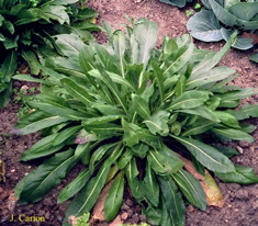rosette_1ere_annee_Isatis_tinctoria